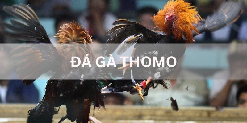 Đá gà Thomo