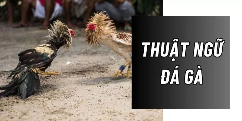 Những lợi ích khi thành thạo thuật ngữ đá gà