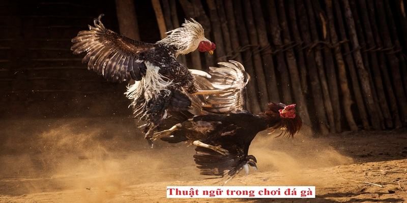 Thuật ngữ đá gà